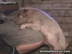 Woman fucked by a huge pig or Pig fucks wife rapidly